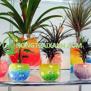 [TỰ CHỌN MÀU] HẠT TINH THỂ TRỒNG CÂY KHÔNG CẦN ĐẤT,TẠO TIỂU CẢNH, TRANG TRÍ LỌ HOA 10.000 VIÊN