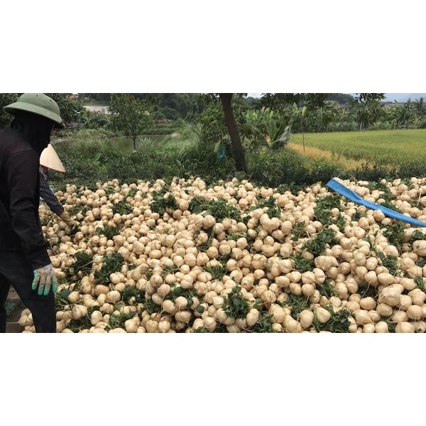 GÓI 100 HẠT GIỐNG CỦ ĐẬU CAO SẢN