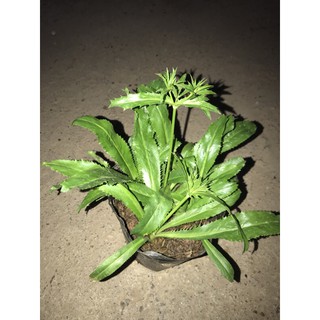 Bầu cây mùi tàu
