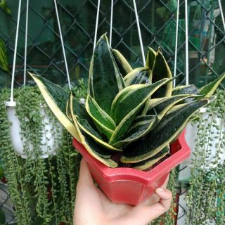 Cây lưỡi hổ  phong thủy