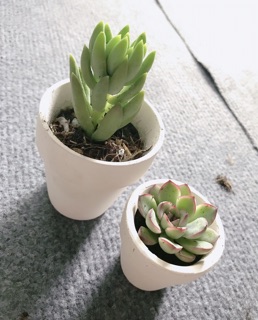 Sen đá kèm chậu cute set 2c ( tặng 1)