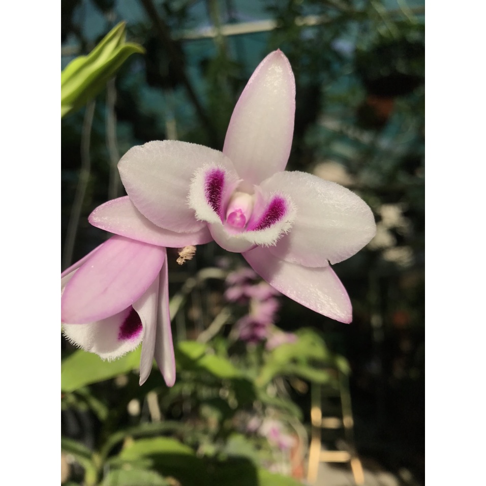 Lan phi điệp tím hoa cánh bầu