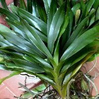 Quế tháng 4 (tam bảo sắc)