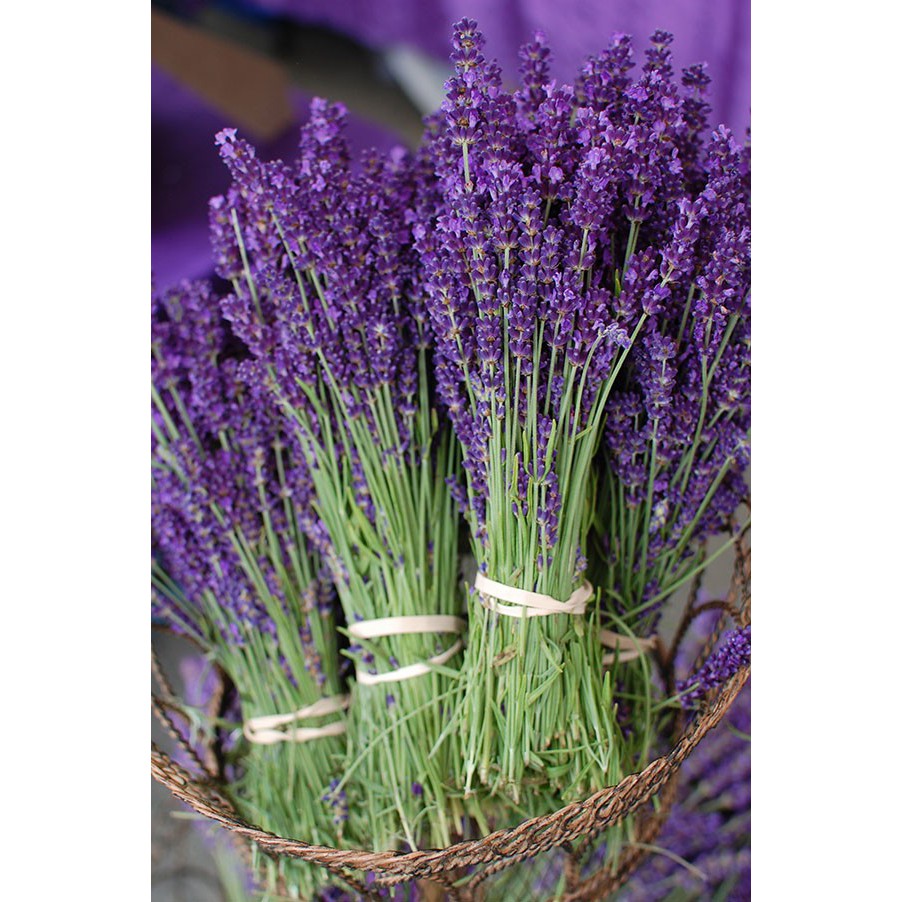 Hạt giống hoa Oải hương (Lavender)