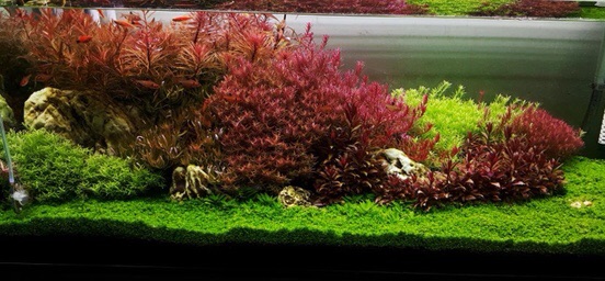 Bể cá thủy sinh phong cách Hà Lan
