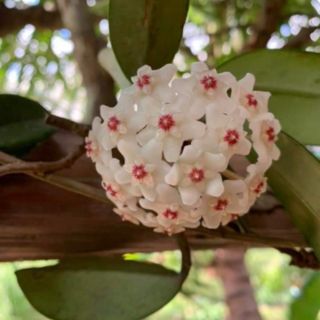 Lan cẩm cù
