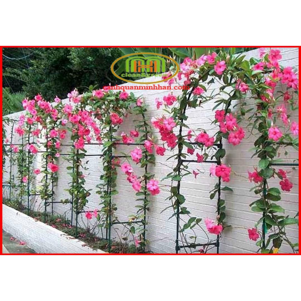 Cây hoa hồng anh leo kép trồng làm giàn leo tạo background chụp ảnh tuyệt đẹp tặng phân bón Minh Hân Garden