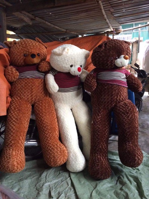 Gấu bông teddy mặc áo khổ vải 2m