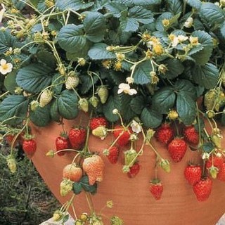 10h Hạt Giống Dâu Tây Ngọt Lâu Năm Temptation