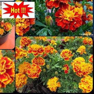 🍀HẠT GIỐNG HOA VẠN THỌ PHÁP MIX MÀU🍀 TUỔI THỌ HOA CAO DỄ TRỒNG