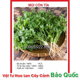 Hạt Giống Rau Mùi Chịu Nhiệt F1 NĂNG SUẤT CAO gói 20Gram