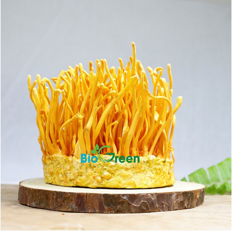 (Combo 3 hộp) Đông Trùng Hạ Thảo Khô Nguyên Đế Biogreen | BigBuy360 - bigbuy360.vn