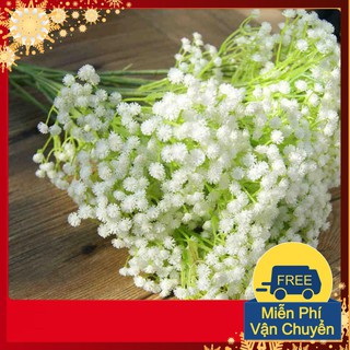 Hạt Giống Hoa Baby Trắng