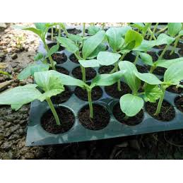 2G Hạt giống mướp đắng xanh ( khổ qua) 309 F1