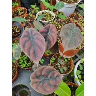 cây giống Alocasia cuprea
