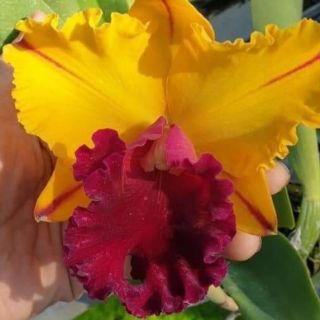 Hoa lan cát cattleya giống