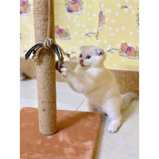 TRỤ CÀO MÓNG - CAT TREE [HÀNG CAO CẤP - SIZE ĐẠI]
