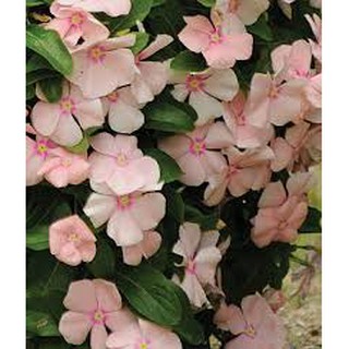 50H - Hạt Giống Hoa Dừa Cạn Rủ Mix