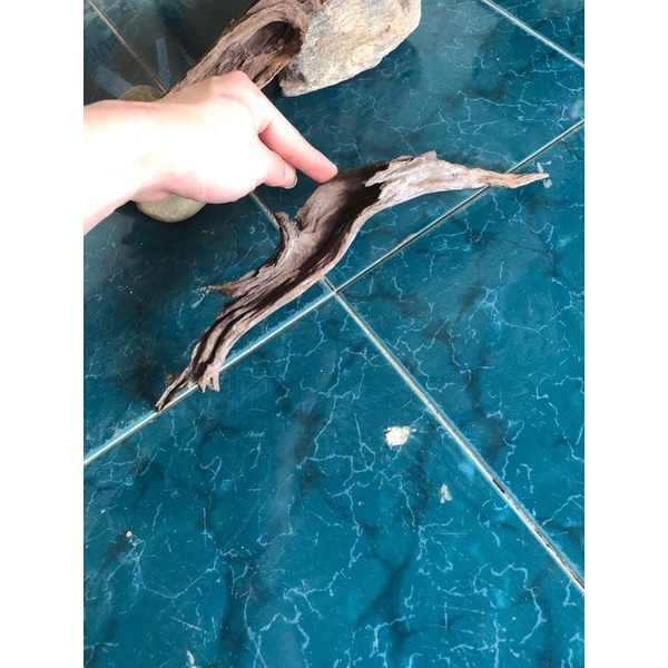 Lũa siêu mini dùng setup bể cá thuỷ sinh, bể bán cạn, terrarium