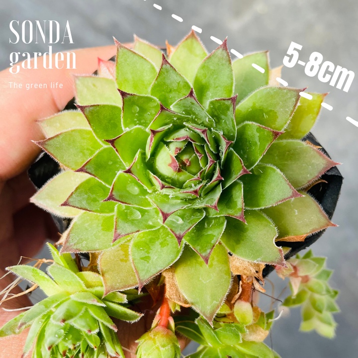 Sen đá phật bà SONDA GARDEN size bé 5-8cm, xuất xứ Đà Lạt, khoẻ đẹp, lỗi 1 đổi 1