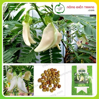 Hạt giống bông so đũa rado 102 - gói 2g - dễ trồng, trồng được quanh năm, sinh trưởng khỏe vtnn nông điền trang