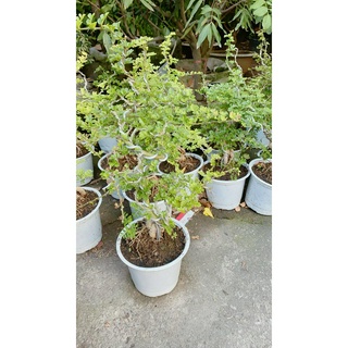 Cần Thăng Bonsai Lớn