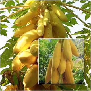 [GIÁ GỐC] Hạt Giống Đu Đủ Vỏ Vàng - 5 hạt