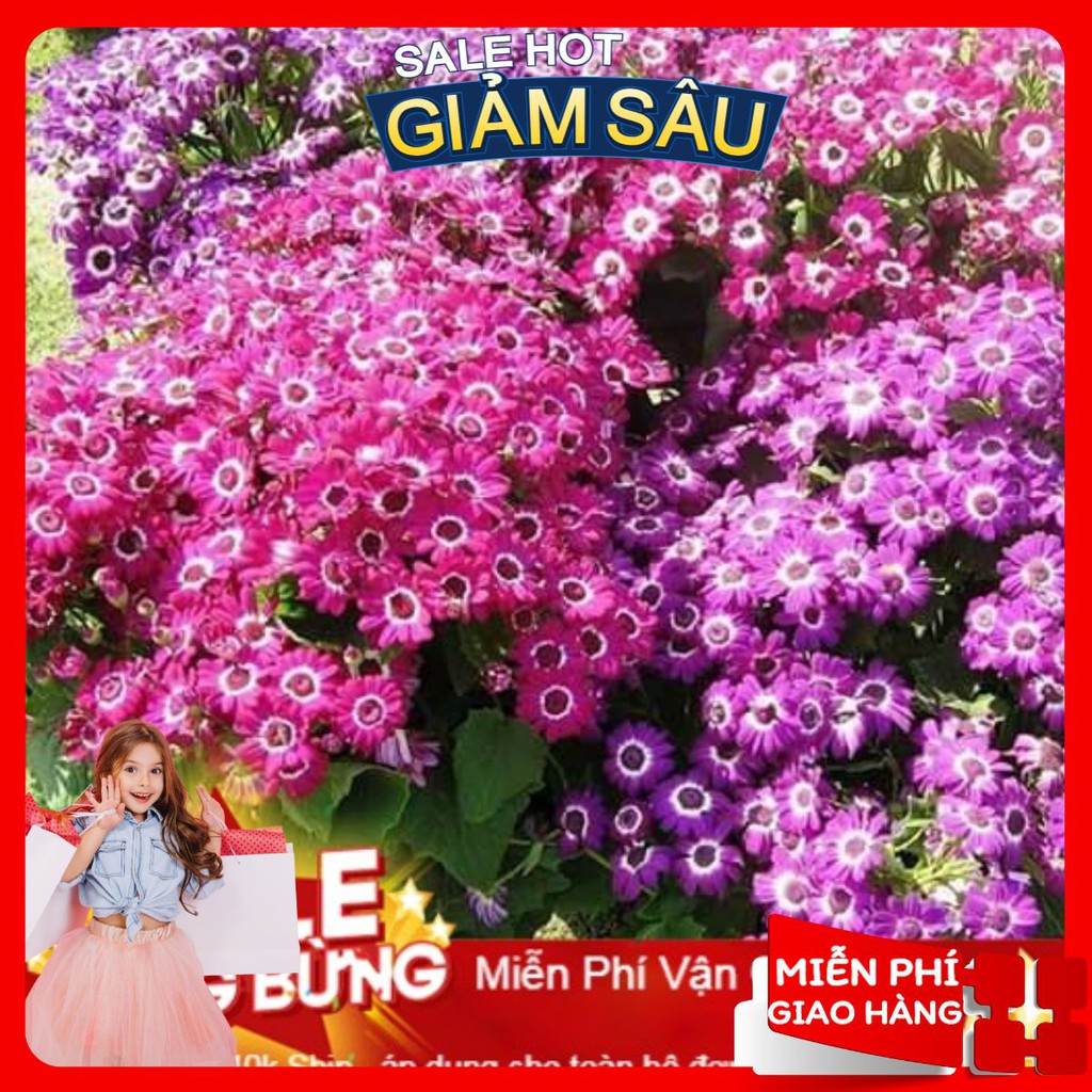 Hạt Giống Hoa Cúc Lọ Lem - 50 hạt / Gói