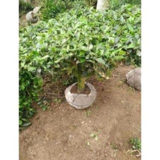 Gốc Chè cổ Bonsai 15-25 năm [Siêu sạch]