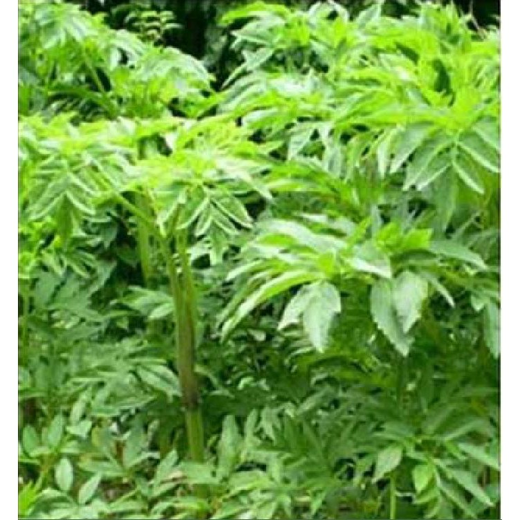 Hạt giống Bạch chỉ - cây dược liệu làmthuốc ( 1 gói 50 hạt )
