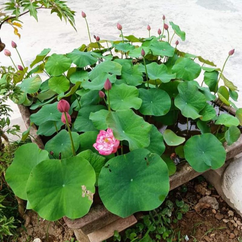 Món quà của thế giới hoa sen. Siêu hoa Little Dragon