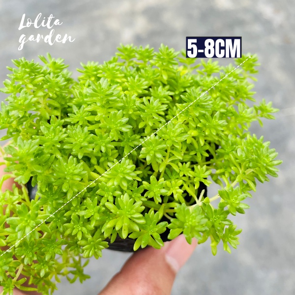 SEN ĐÁ SEDUM XANH SIZE BÉ, HÀNG ĐÀ LẠT, SIÊU XINH SIÊU KHỎE, LỖI 1 ĐỔI 1