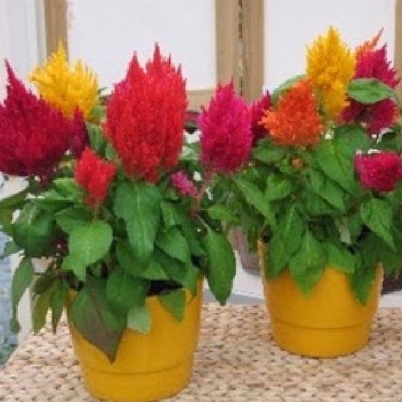 Hạt giống hoa mồng gà lửa nhiều màu f1-  gói 50 hạt-tặng kèm gói phân bón lót