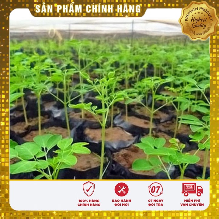 Hạt giống Rau Chùm Ngây ( 10 hạt )