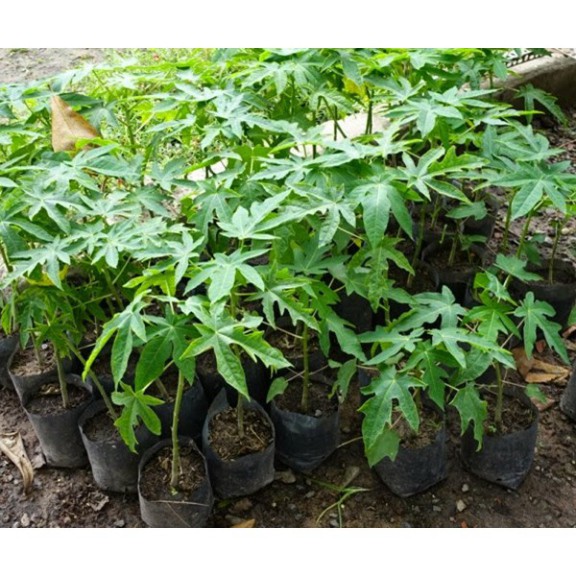 Combo 3 cây giống đu đủ lùn ruột đỏ Thái Lan cao 60 cm + tặng kèm phân và hướng dẫn trồng khi mua cây