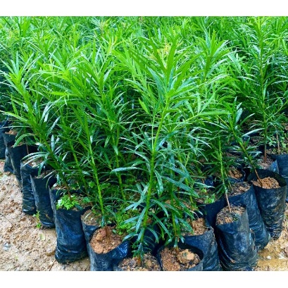 CÂY TÙNG LA HÁN giống