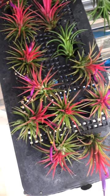 Cây không khí kim yến(cây lẻ)Tillandsia ionnantha