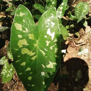 Quân đội caladium | bài taro quân đội