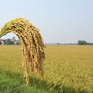 Phân Lân Vô Cơ Túi 1kg