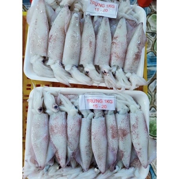 Giá sỉ 1kg mực trứng Cà Mau 15-20 con - Q12