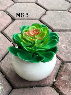 Chậu sen đá cao su