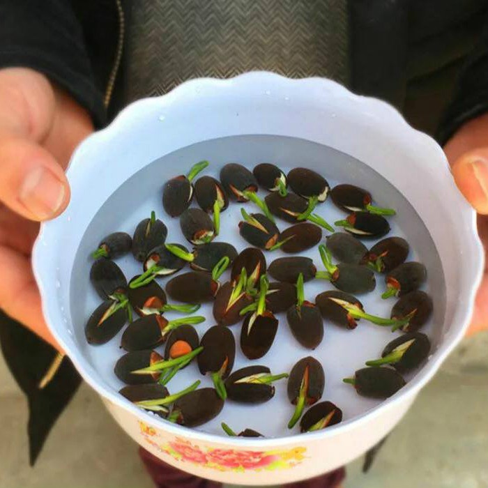 Hạt Giống Hoa Sen Mini Nhật Bản - 10 Màu Siêu dễ trồng