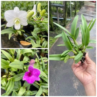 Denro mini giống 2 màu lựa được