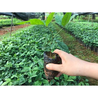 Cây giống cát sâm (Sâm Nam, sâm Trâu) COM BO mua 10 cây tặng 1 cây