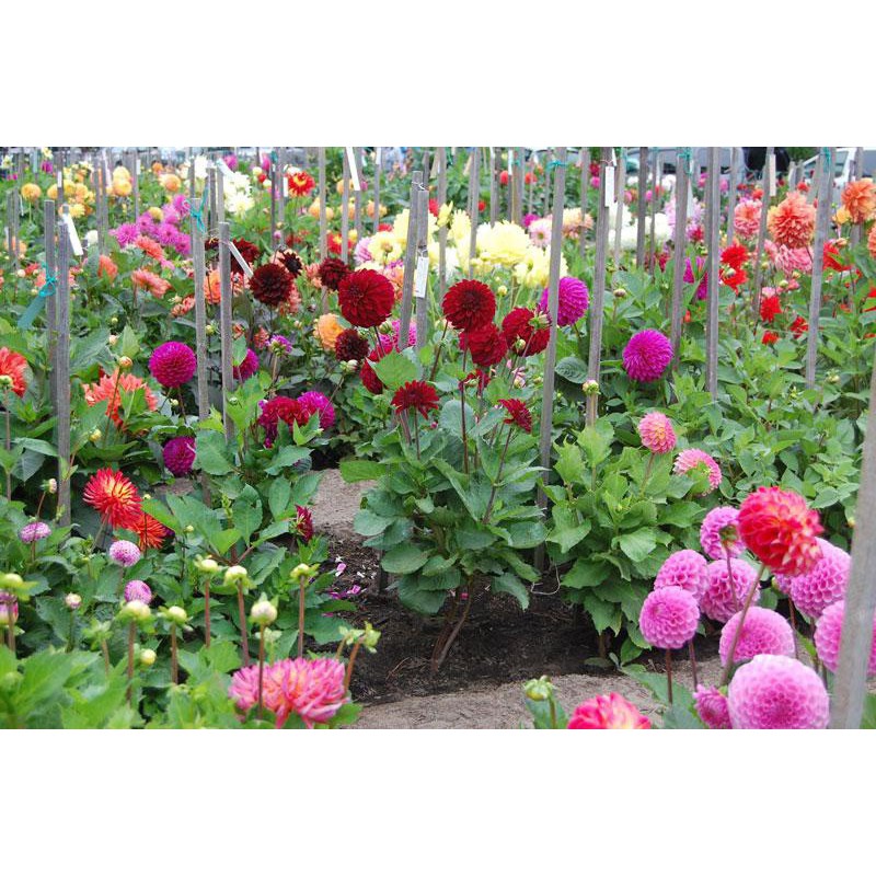 Hạt Giống Hoa Thược Dược HN010