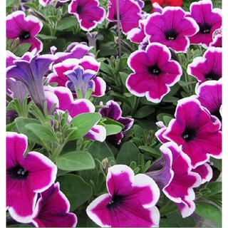 Hạt giống hoa dạ yến thảo viền mix nhiều màu ( gói 50 hạt )