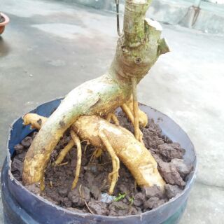 Đinh Lăng Bonsai