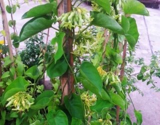 Bầu cây hoa thiên lý, bầu cây giống siêu sai hoa, ra hoa quanh năm