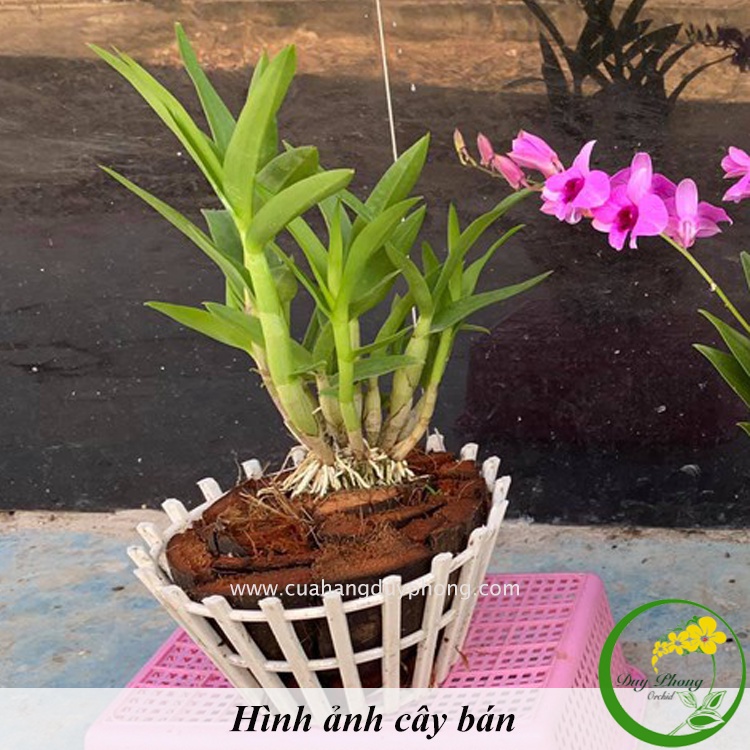 DENDRO – MINI YAYA | Cây lớn, dễ trồng siêng hoa, phát triển mạnh