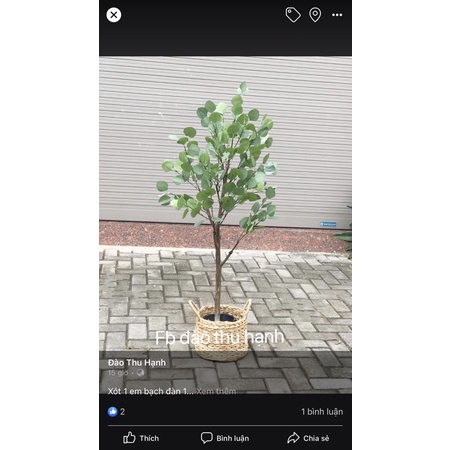 bạch đàn 1.2m (tặng kèm giỏ)